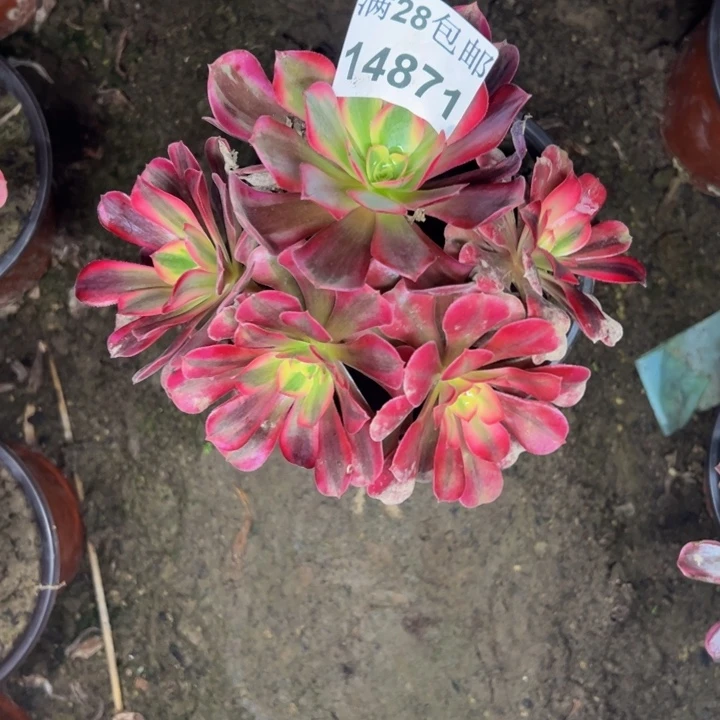 14871美杜莎多肉植物