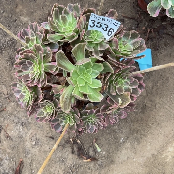 3536婚纱多肉植物