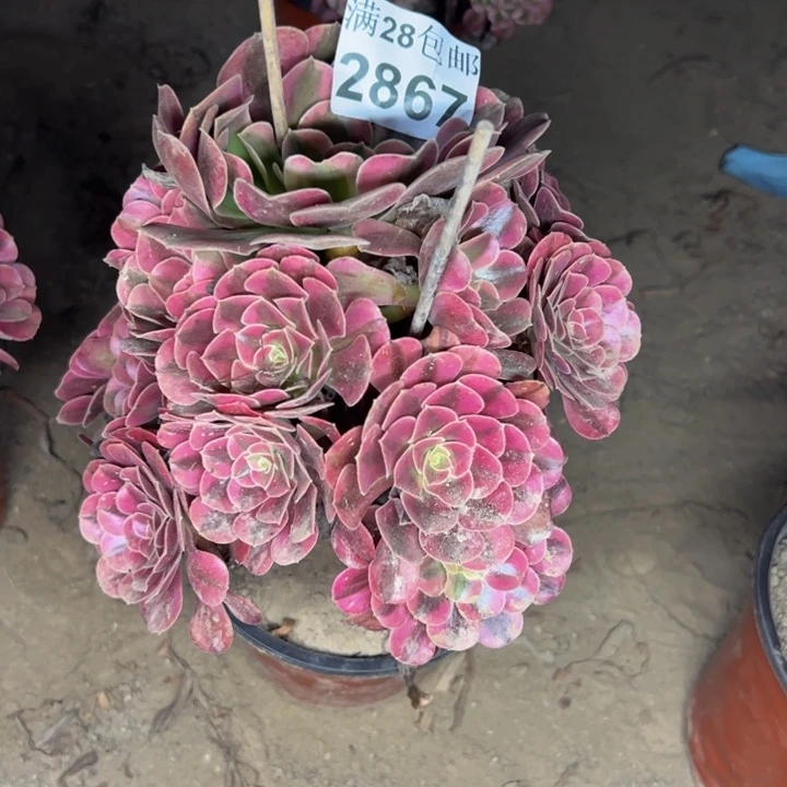2867美杜莎多肉植物