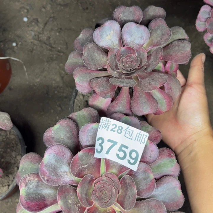 3759两颗多肉植物