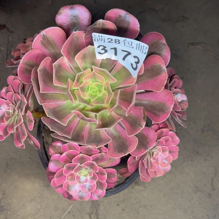 3173美杜莎多肉植物
