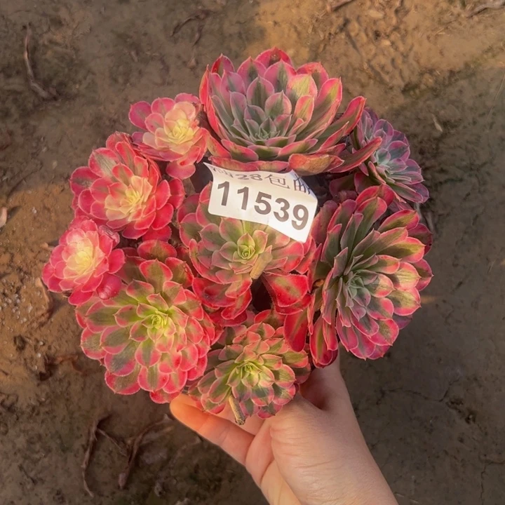 11539同白多肉植物