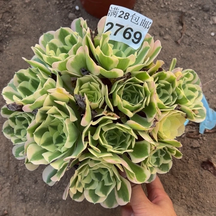 2769白凤多肉植物
