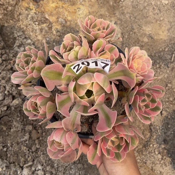 2017南女巫多肉植物