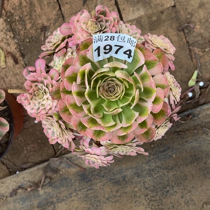 1974同白多肉植物