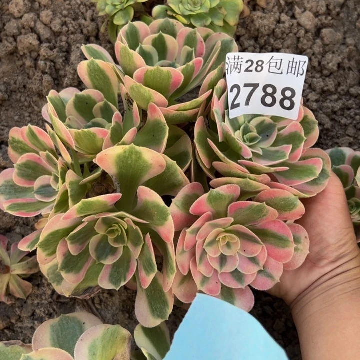2788粉女郎多肉植物