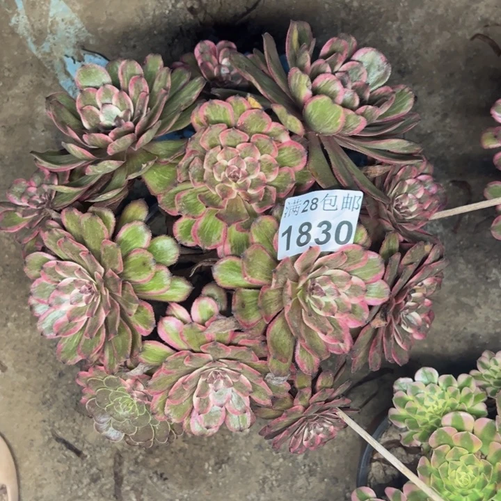 1830紫霞多肉植物