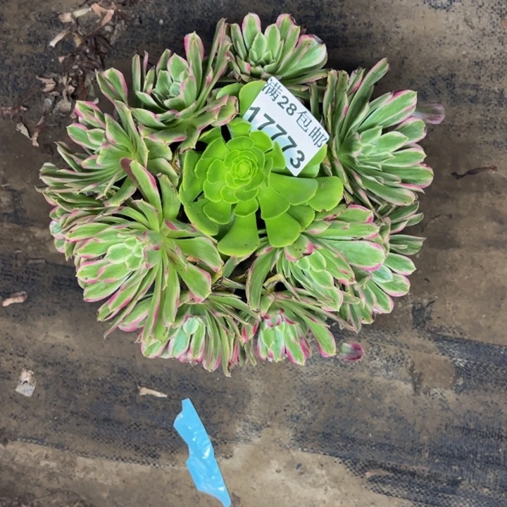 17773粉丝绒多肉植物