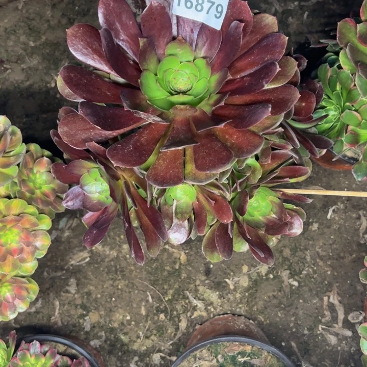 16879黑膜不包损多肉植物