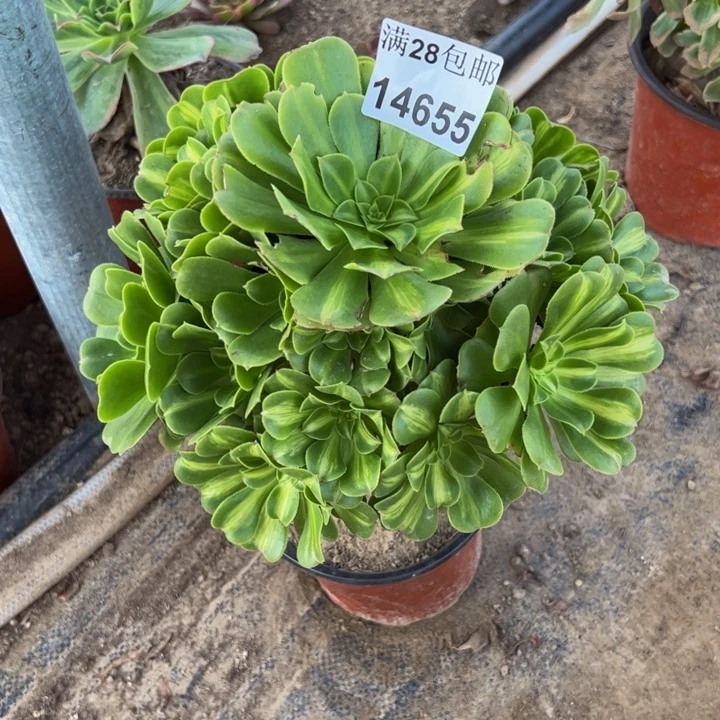 14655琉璃多肉植物