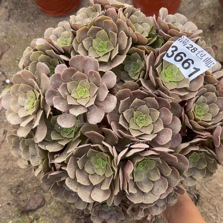 3661紫羊绒多肉植物