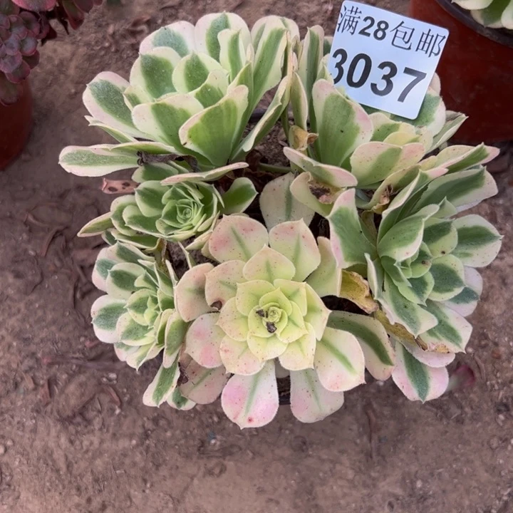 3037白凤多肉植物