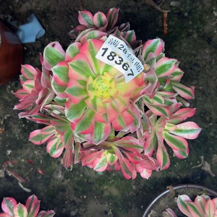 ?**?18367女巫多肉植物