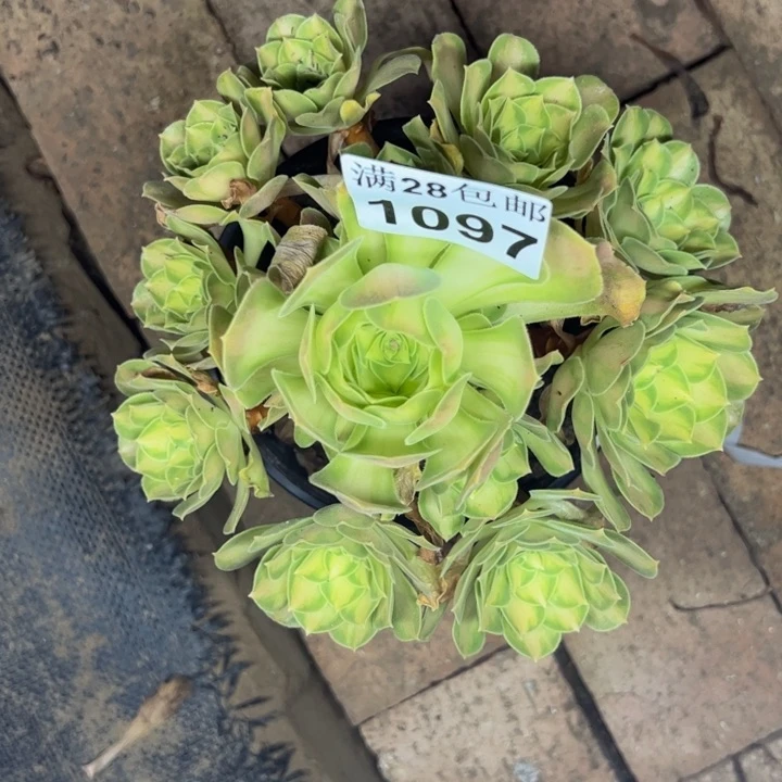 1097一韶华多肉植物