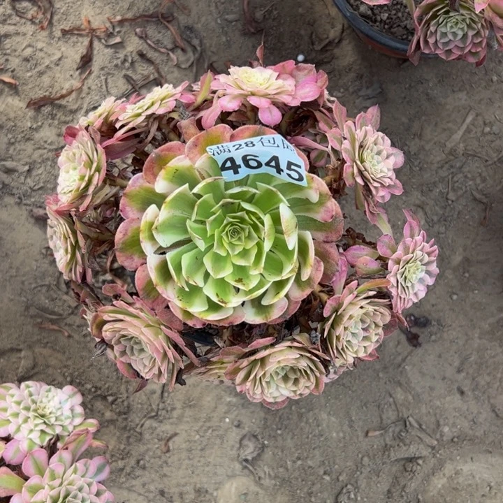 4645同白多肉植物