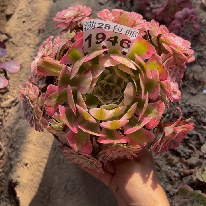 1946同白多肉植物