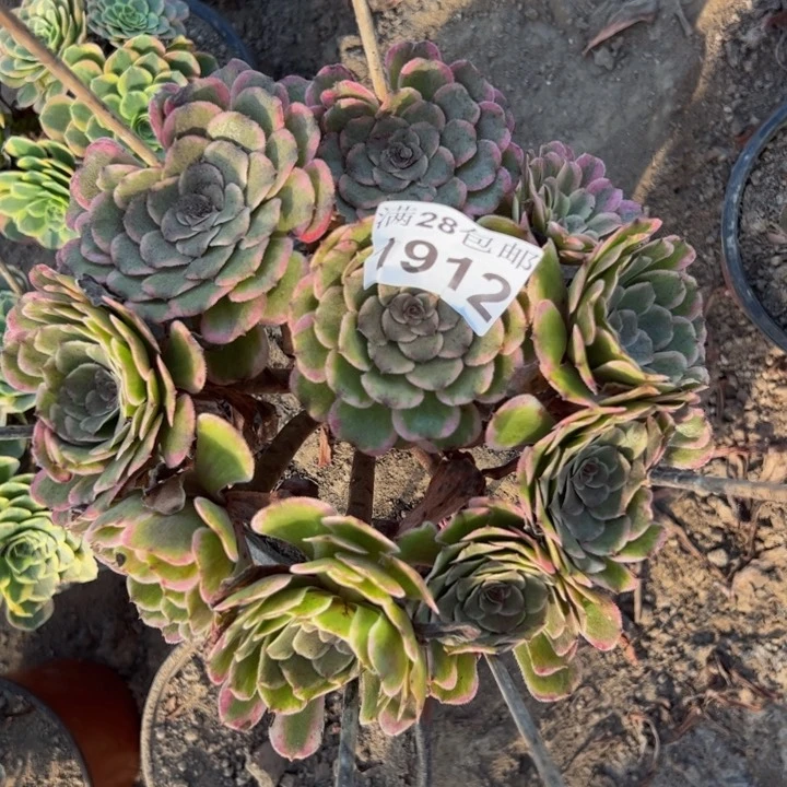 1912水墨画多肉植物