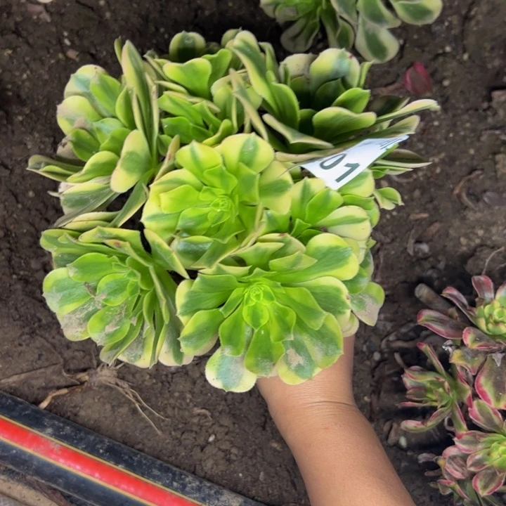 13401金丝多肉植物