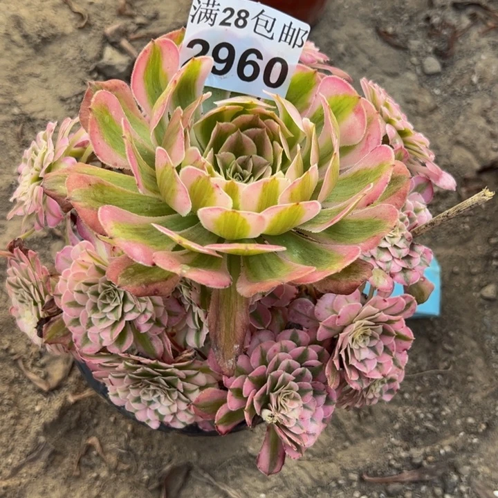 2960同白多肉植物