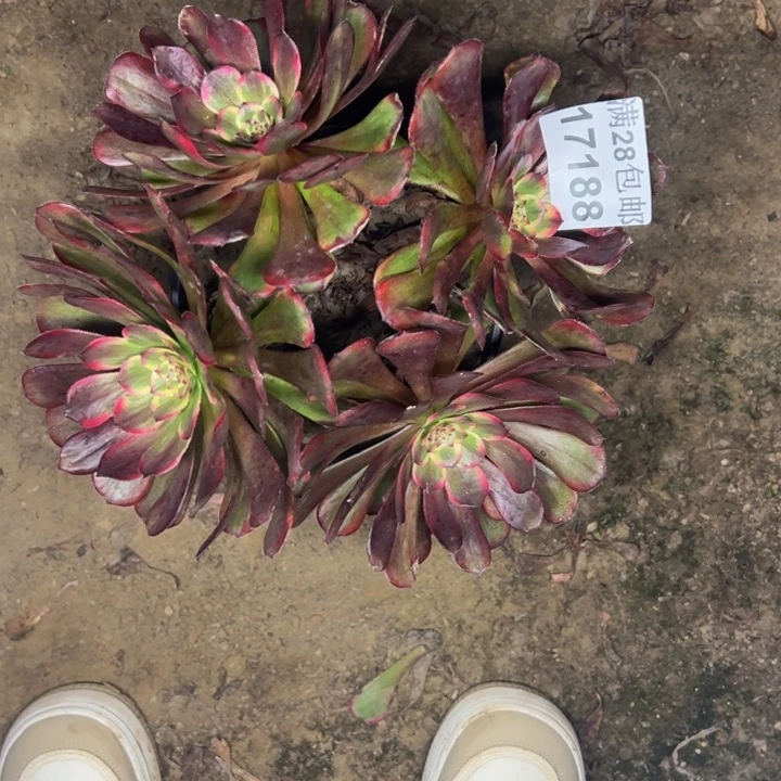 17188红金刚多肉植物