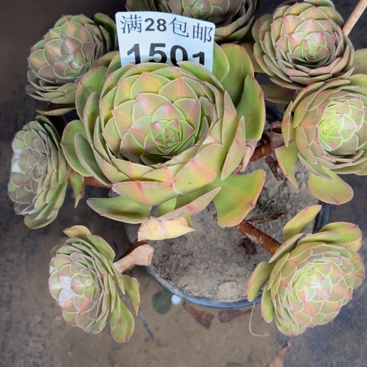 1501抹茶多肉植物有伤