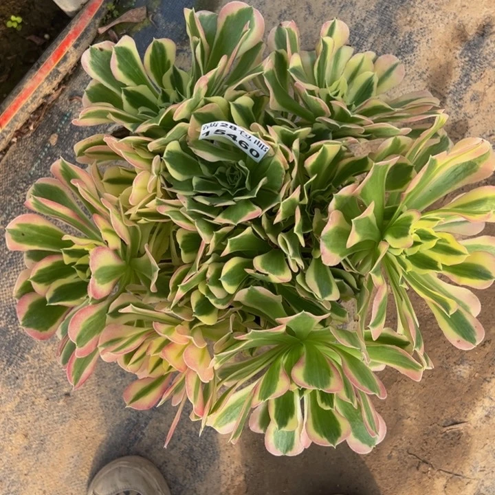 15460白凤多肉植物