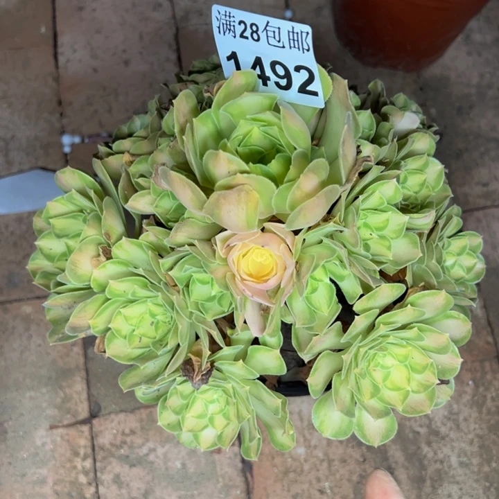 1492韶华多肉植物