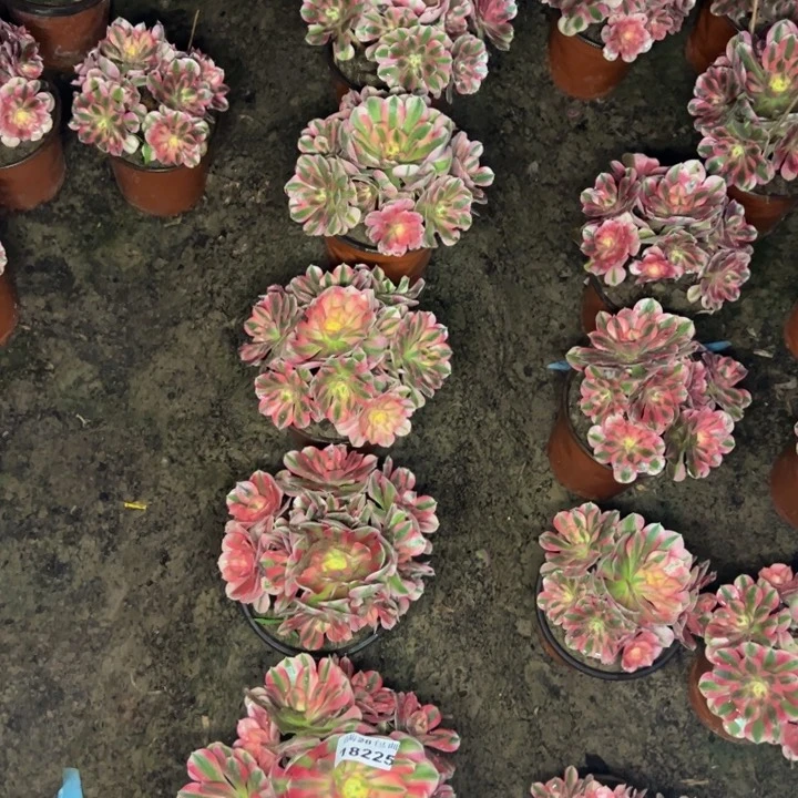 杨*欢18225南九棵多肉植物