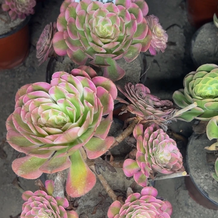1748两颗多肉植物