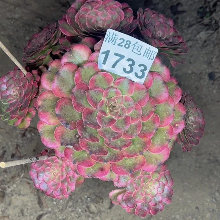 1733月婵多肉植物