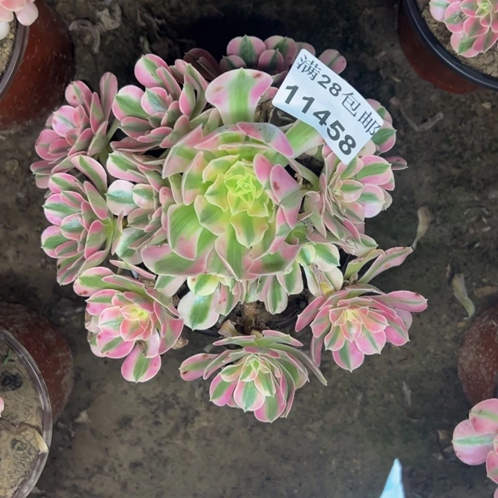 11458女巫多肉植物