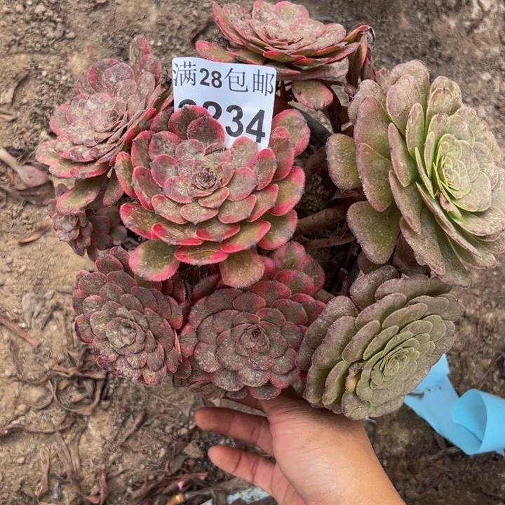 3234红金刚多肉植物