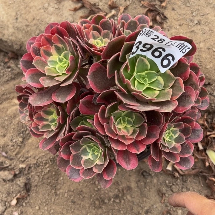 3966北鹏多肉植物