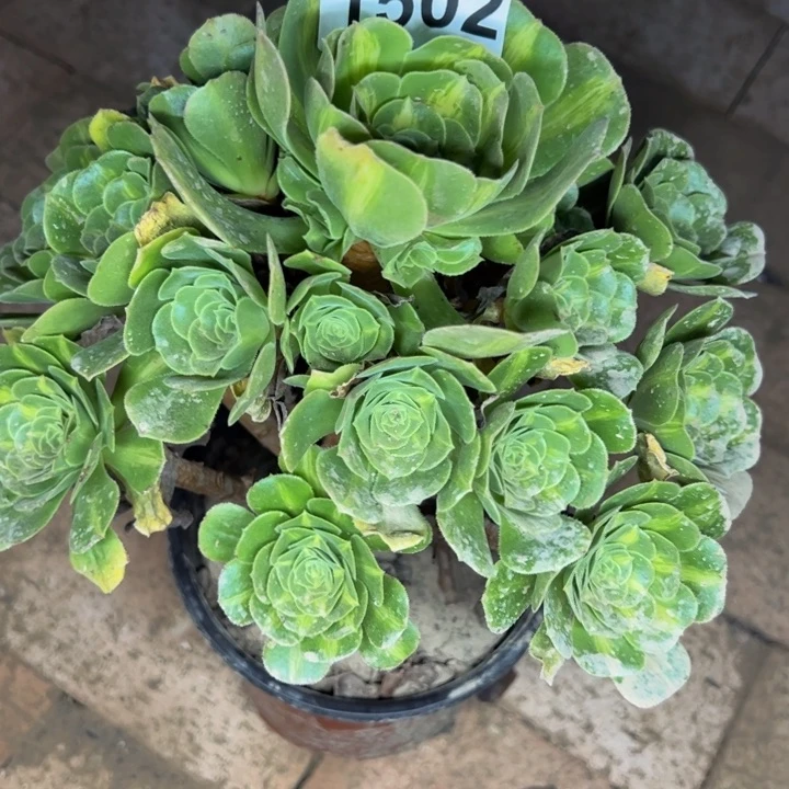 1502琉璃多肉植物
