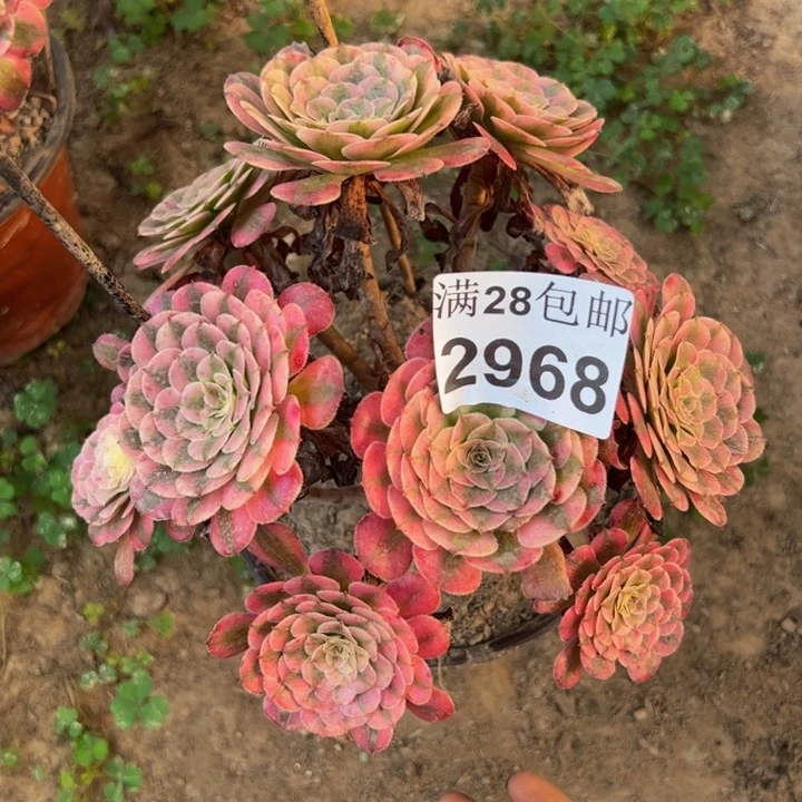 2968同白多肉植物