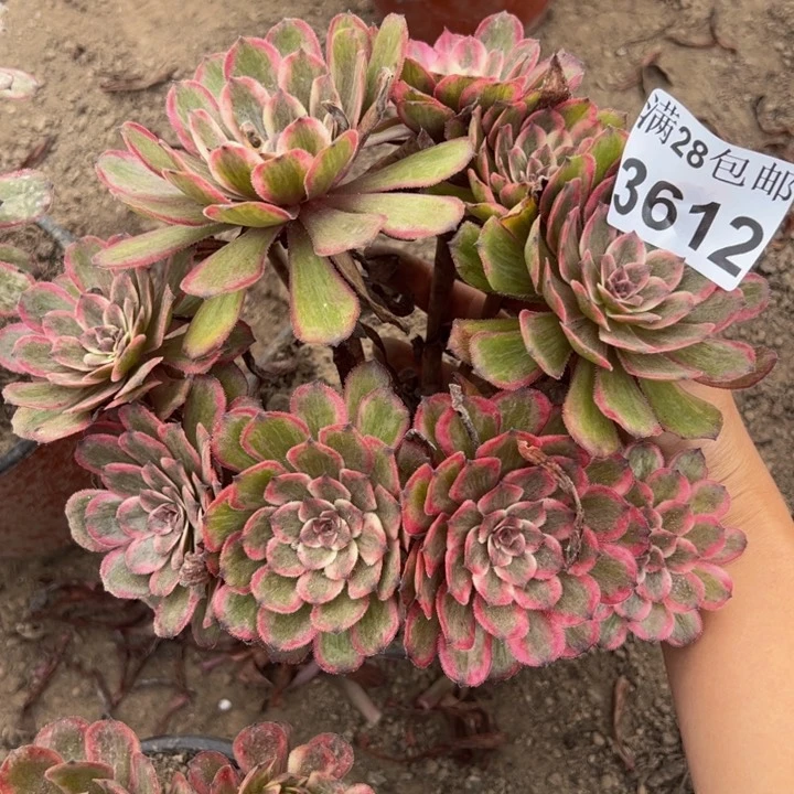 3612紫霞多肉植物