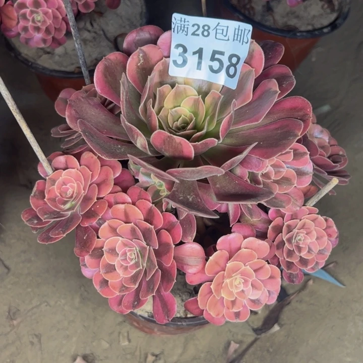 3158美杜莎多肉植物