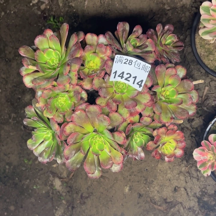 14214黑金刚多肉植物