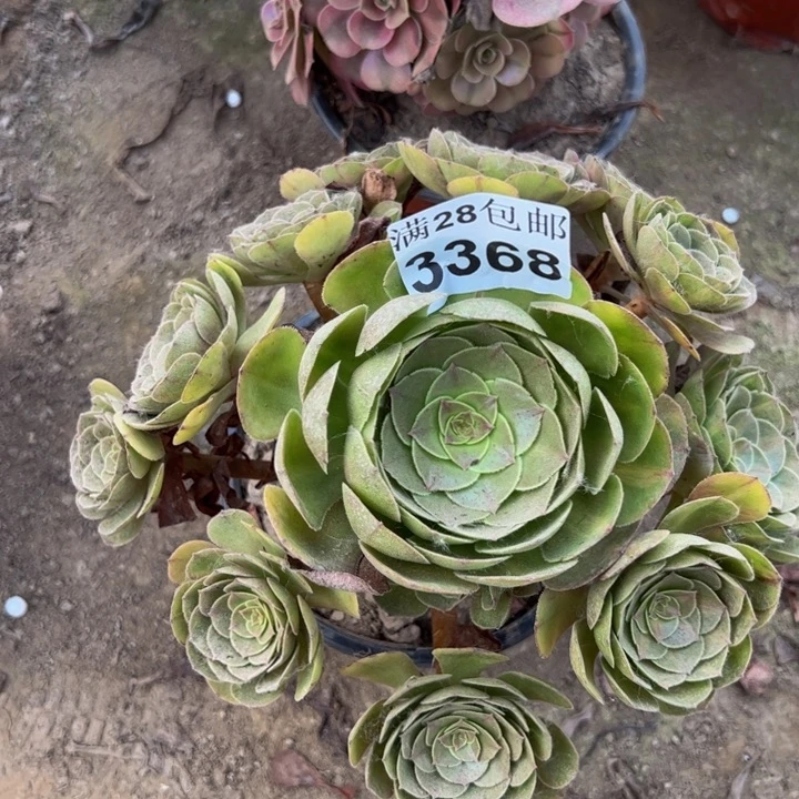 3368抹茶多肉植物