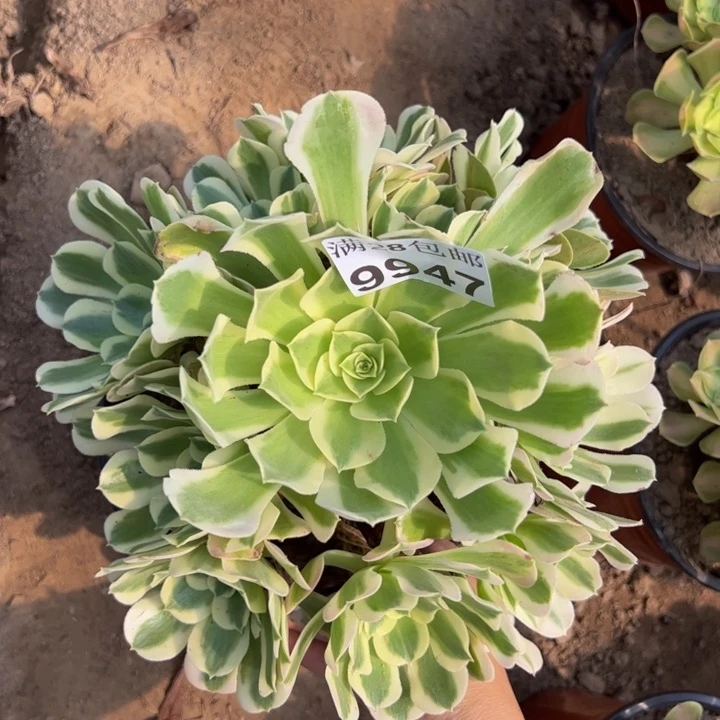 9947南白凤多肉植物