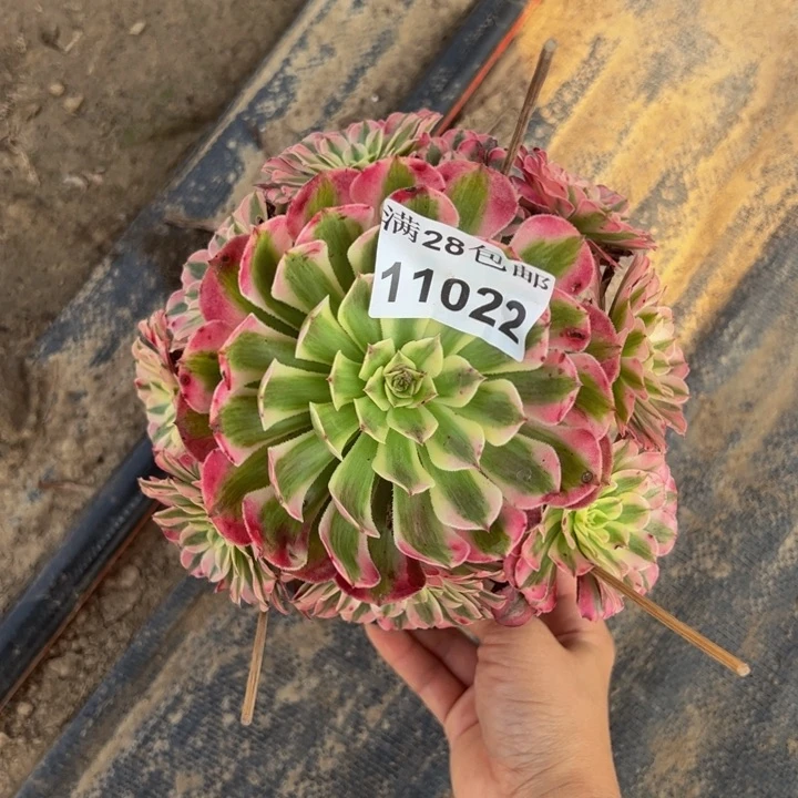 11022同白多肉植物