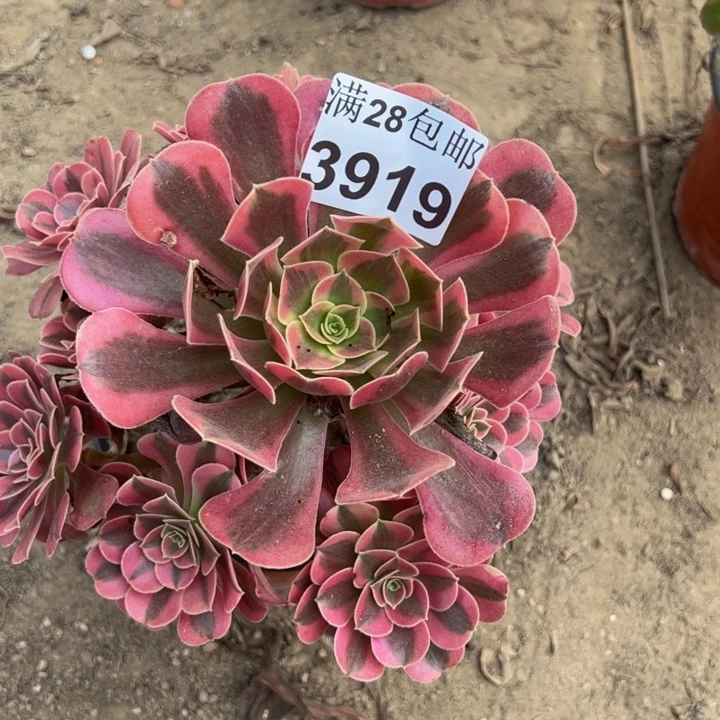 3919美杜莎多肉植物