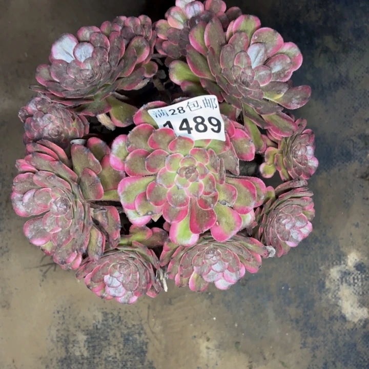 1489红金刚多肉植物