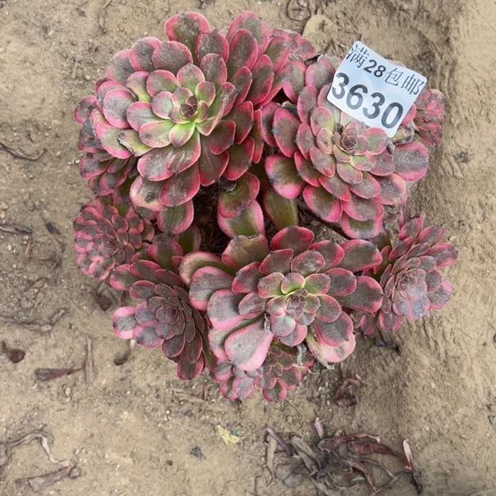 3630红金刚多肉植物