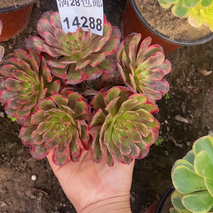 14288红金刚多肉植物