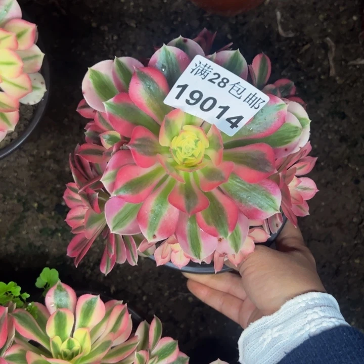 19014女巫多肉植物