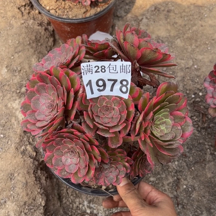1978红金刚多肉植物