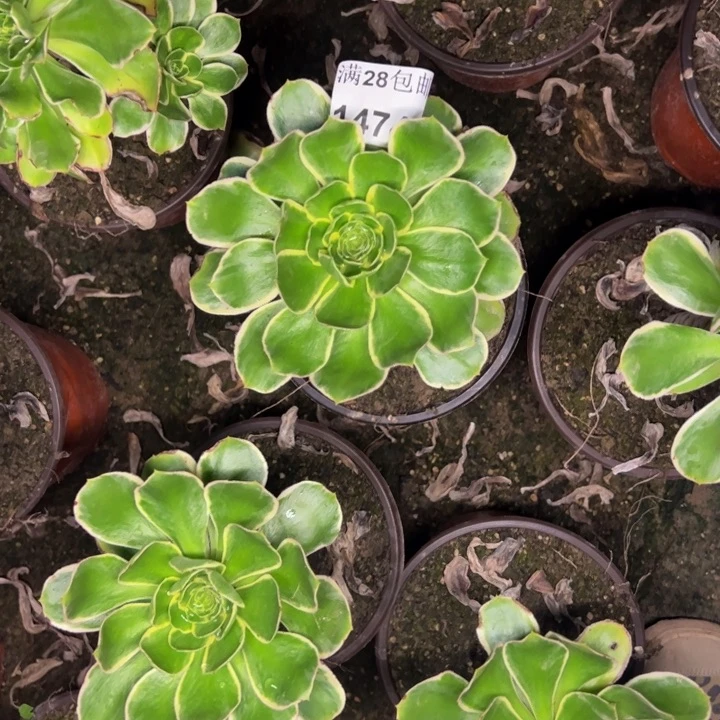 14741量两颗玫瑰多肉