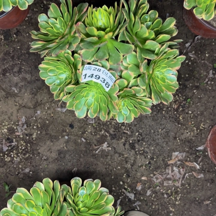 14938七头朝霞量多肉