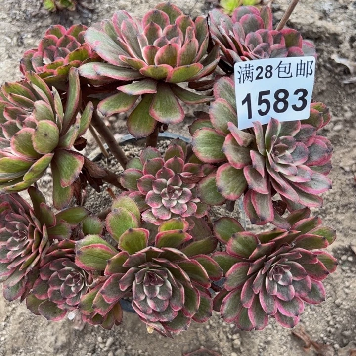 1583紫霞多肉植物